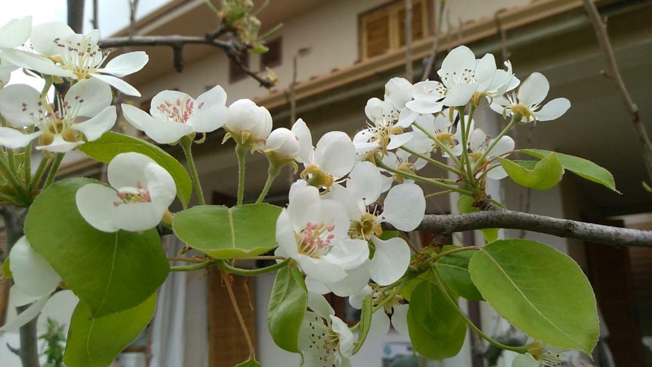Ifioridisicilia Bed & Breakfast Campofelice Di Roccella Ngoại thất bức ảnh